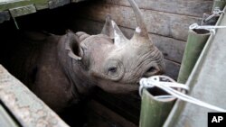 Seekor badak hitam betina siap untuk dipindahkan ke taman nasional Nairobi, Kenya, akhir Juni 2018 lalu (foto: dok). 