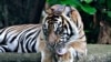 World Tiger Day: Menyelisik Kondisi Harimau Sumatera di Riau dan Sumbar