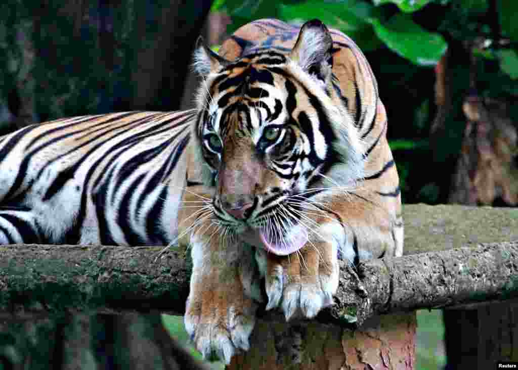 Tino, a 9-year-old tiger, recovers from COVID-19 after testing positive in mid-July, at Ragunan Zoo in Jakarta, Indonesia.