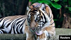 Tino, harimau berusia 9 tahun, pulih dari COVID-19 setelah dinyatakan positif pada pertengahan Juli, di Kebun Binatang Ragunan, Jakarta. Populasi harimau Sumatra di Indonesia kini hanya sekitar 600 ekor yang tersebar di seantero pulau tersebut(Foto: Reuters)