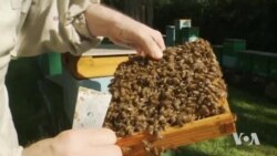 Scientists in Poland Work to Save Honeybees