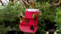 Լոնդոնի կենդանաբանական այգում կապիկները ''խենթանում'' են ամանորյա գուլպաների համար