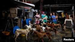 (L-R) Maria Silva, Milena Cortes, Maria Arteaga, Jackeline Bastidas and Gissy Abello pose for a picture at the Famproa dogs shelter where they work, in Los Teques, Venezuela, Aug. 25, 2016.