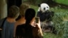 访客在美国首都华盛顿的史密森尼国家动物园观看熊猫。（路透社资料图）