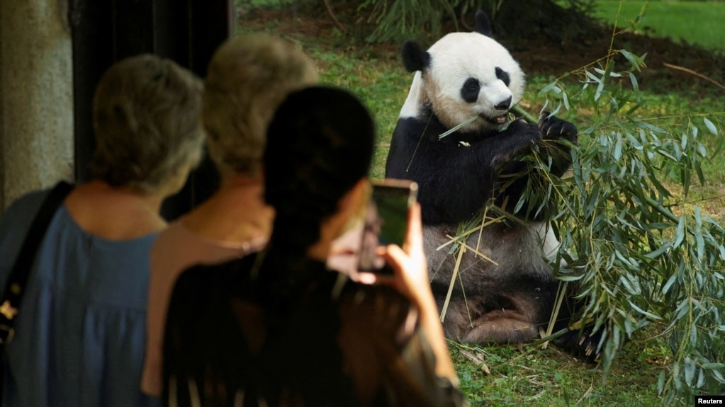 访客在美国首都华盛顿的史密森尼国家动物园观看熊猫。（路透社资料图）(photo:VOA)