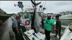 Nelayan AS Sambut Kembalinya Tuna Sirip Biru Atlantik