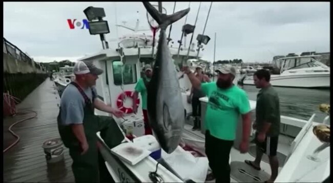 Nelayan AS Sambut Kembalinya Tuna Sirip Biru Atlantik