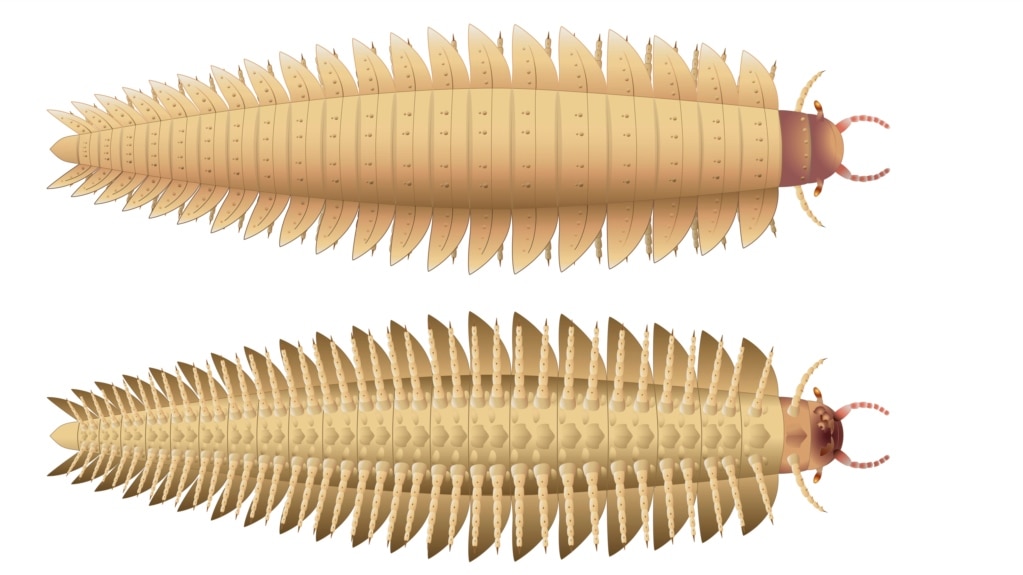 Scientists Recreate Head of Largest Ancient Bug