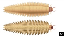 This illustration provided by researchers shows a young Arthropleura insect recreated using fossils discovered in Montceau-les-Mines, France. (Photo Credit supplied by Mickaël Lhéritier, Jean Vannier, and Alexandra Giupponi, October 2024, via AP)