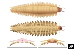 This illustration provided by researchers shows a young Arthropleura insect recreated using fossils discovered in Montceau-les-Mines, France. (Photo Credit supplied by Mickaël Lhéritier, Jean Vannier, and Alexandra Giupponi, October 2024, via AP)