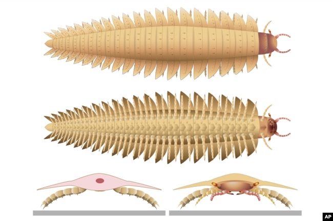 This illustration provided by researchers shows a young Arthropleura insect recreated using fossils discovered in Montceau-les-Mines, France. (Photo Credit supplied by Mickaël Lhéritier, Jean Vannier, and Alexandra Giupponi, October 2024, via AP)