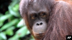 An Orangutan on north east Borneo, not far from the Maliau Basin, which will soon be nominated as a World Heritage Site