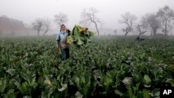 Seorang petani mengumpulkan kol yang dipanen dari ladang di pinggiran Peshawar, Pakistan, hari Minggu, 24 Januari 2016 (foto: AP Photo/Mohammad Sajjad)