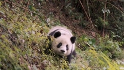 Pandas regresan a su hábitat natural
