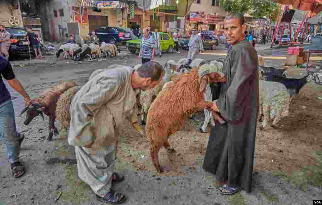 Said Al-Asyouty (Right), came from upper Egypt to sell sheep in Cairo. He says, &quot;Even the prices of life or slaughtered meat are lower this year, but the turnout of last year was much better.&quot; (H. Elrasam/VOA)