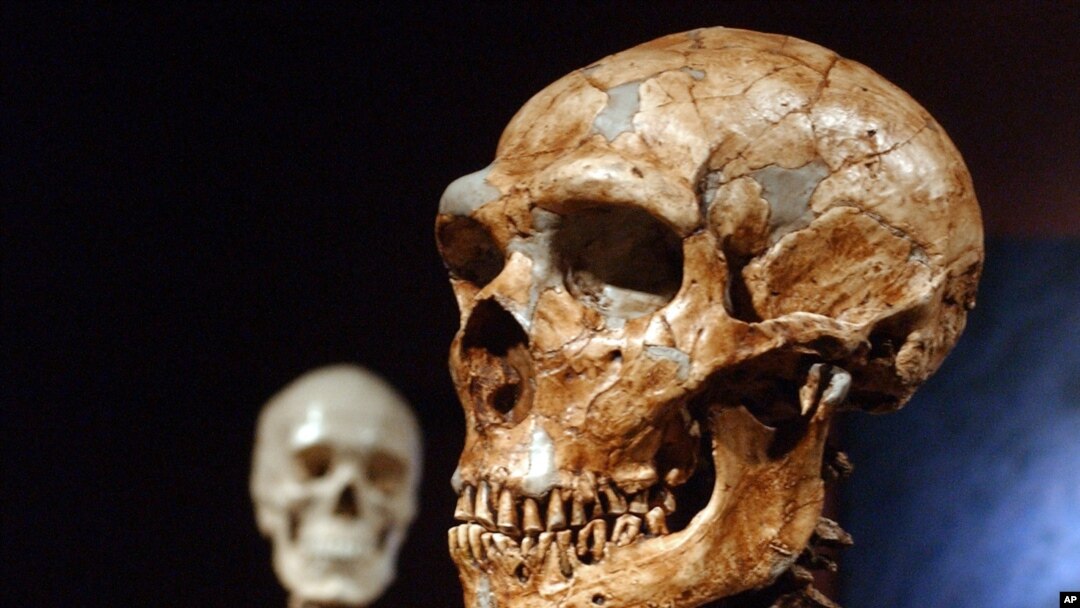 Rekonstruksi tengkorak dari manusia Neanderthal yang berasal dari 430 ribu tahun lalu (foto: dok).