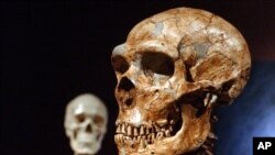 Rekonstruksi tengkorak dari manusia Neanderthal yang berasal dari 430 ribu tahun lalu (foto: dok).