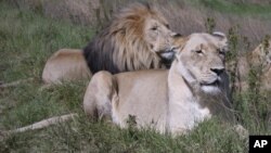 Researchers warn that the lion is rapidly losing its habitat in the savannahs of Africa.