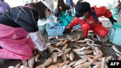 Japanese women sort through freshly caught fish at the Hirakata fish market in Kitaibaraki, Ibaraki prefecture, south of the stricken Fukushima daiichi nuclear power plant number 1, April 6, 2011.