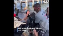 佛罗里达小海牛误入私人码头 被志愿者解救