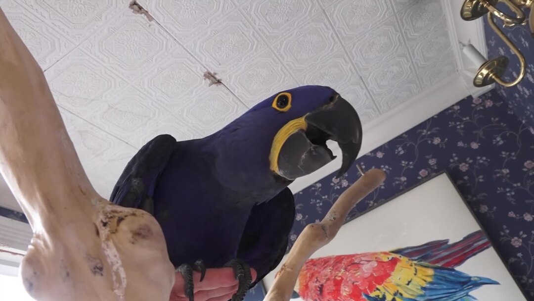 parrot bird store
