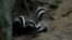FILE - European badgers are seen in the evening near their burrow in Puszcza Piska Forest near Ransk, Poland, July 14, 2017. Poland's environment minister says there is currently an "excessive sensitivity to animal protection."