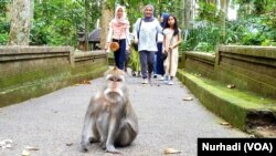 Seekor monyet di kawasan Hutan Lindung Sangeh, Bali, Desember 2019. (Foto:VOA/ Nurhadi)