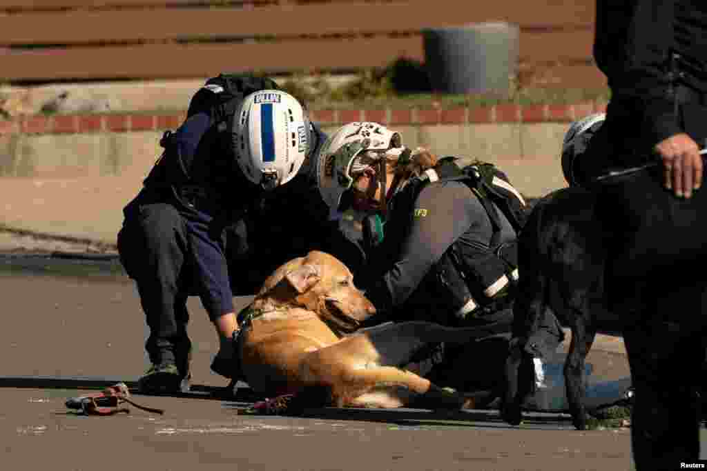 A search and rescue team cleans off its dog after searching the remains of a home burned by the Palisades Fire, in the Pacific Palisades neighborhood in Los Angeles, California, Jan. 14, 2025. 