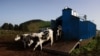 Cows, Farmers at Risk in Portugal's Azores