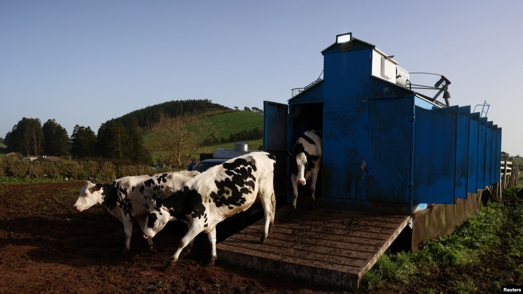 Cows leave from a mechanical milking facility, near Velas, on Sao Jorge Island, Azores, Portugal, March 28, 2022. (REUTERS/Pedro Nunes)