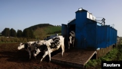 Cows leave from a mechanical milking facility, near Velas, on Sao Jorge Island, Azores, Portugal, March 28, 2022. (REUTERS/Pedro Nunes)