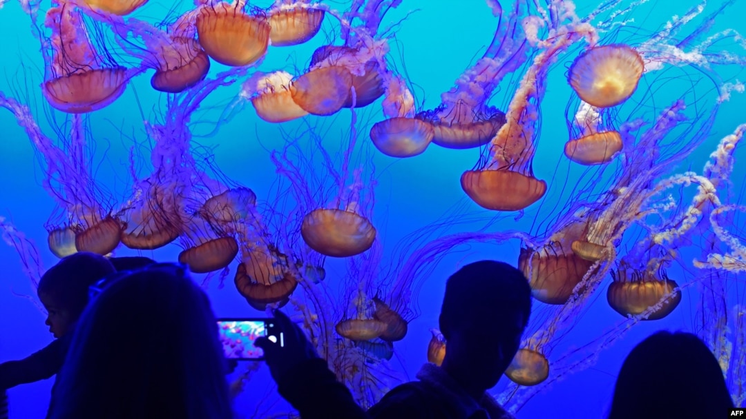 Para pengunjung menyaksikan ubur-ubur di Akuarium Monterey Bay di Monterey, California, 22 September 2018. 