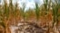 Burnt stalks lie on the ground among rows of corn damaged by drought in a parched field in Louisville, Ill. on Monday, July 16, 2012. 
