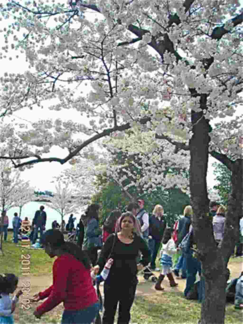 فستیوال شکوفه های گیلاس در واشنگتن ۲۰۱۱