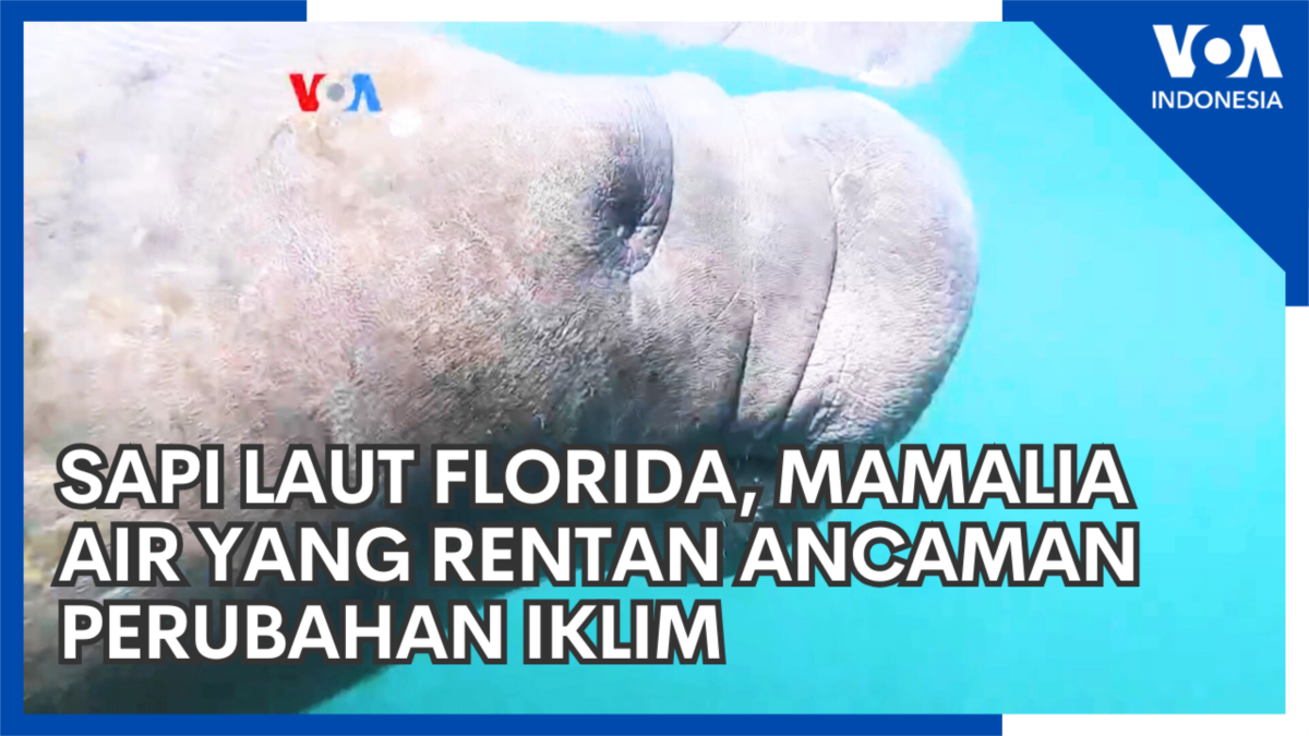 Sapi Laut Florida, Mamalia Air yang Rentan Ancaman Perubahan Iklim