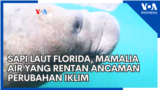 Sapi Laut Florida, Mamalia Air yang Rentan Ancaman Perubahan Iklim