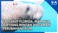 Sapi Laut Florida, Mamalia Air yang Rentan Ancaman Perubahan Iklim