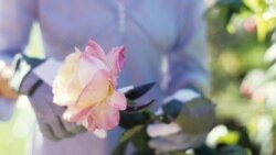 In the Garden: Getting Started With Roses