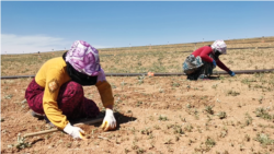 Karkerên Demsalî li Anatolîya Navîn