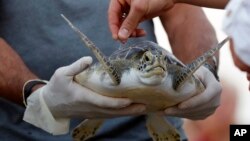 The ashes of Tony Amos, 80, a renowned oceanographer, are sprinkled on the back of a sea turtle before it was released in the Gulf of Mexico following a memorial service, Sept. 30, 2017, in Port Aransas, Texas. Amos, 80, died of complications from prostate cancer Sept. 4.