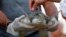The ashes of Tony Amos, 80, a renowned oceanographer, are sprinkled on the back of a sea turtle before it was released in the Gulf of Mexico following a memorial service, Sept. 30, 2017, in Port Aransas, Texas. Amos, 80, died of complications from prostate cancer Sept. 4.