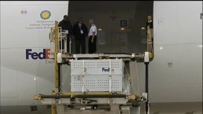 Giant Panda Bao Bao Leaves for China