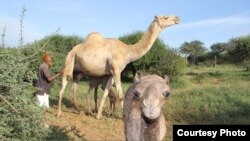 Experts estimate that about four million Kenyans drink unpasteurized camel milk on a regular basis. (Sharon Deem, Saint Louis Zoo)