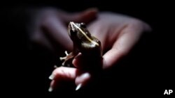 In this March 21, 2013 photo, Ana Longo, a researcher with Proyecto Coqui, holds a Coqui or Common Coqui in a tropical forest in Patillas, Puerto Rico.