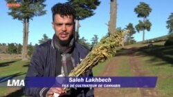 Les autorités marocaines autorisent la culture du cannabis
