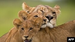 "The Last Lions" Belgeselinde Aslanların Yaşam Mücadelesi