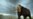 Genetic ‘Mutational Meltdown’ Doomed Woolly Mammoths