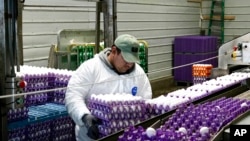 최근 조류독감이 발생한 캘리포니아주의 선라이즈농장에서 직원이 계란을 옮기고 있다. (자료 사진)