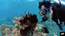 Большой Барьерный риф Австралии