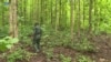 Les forêts classées ivoiriennes sont en danger
